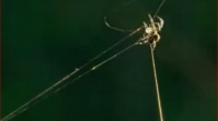 Örümceğin 25 Metre Ağ Fırlatması
