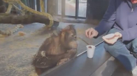 Orangutanın İllüzyona Tepkisi