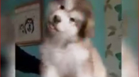 Çok Sevimli Köpek