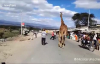 Cadde Ortasında Gezen Zürafa