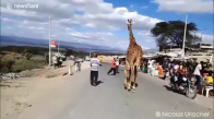 Cadde Ortasında Gezen Zürafa