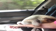 Kendisini Sokaktan Kurtaran Kadına Teşekkür Eden Köpek