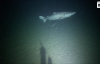 Dünyanın En Uzun Süre Yaşayabilen Canlısı - Grönland Köpekbalığı