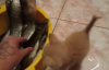 Yavru Kedinin Balık Yeme Çabaları