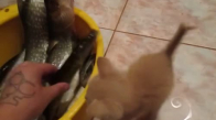 Yavru Kedinin Balık Yeme Çabaları