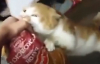 Ekmeği Vermek İstemeyen Kedi