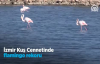 İzmir Kuş Cenneti'nde Flamingo Rekoru  Kırıldı 