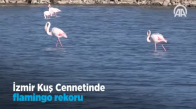 İzmir Kuş Cenneti'nde Flamingo Rekoru  Kırıldı 