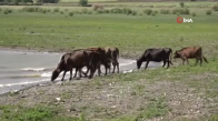 Kuraklığın Etkili Olduğu Barajda Afrika’yı Aratmayan Görüntüler