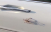 Arabasının Kapısında Dev Örümcek Bulan Kız