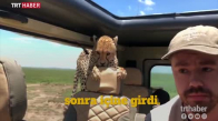 Tanzanya'da Safari Aracının Davetsiz Misafiri