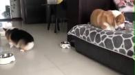 Yeni Evlenmiş Çiftler Gibi Kavga Eden Köpekler