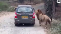 Aslan'ın Safari Arabasına Saldırması