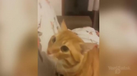 'Kindar Kedi Haydar' İle Sahibinin Diyaloğu Kahkahaya Boğdu