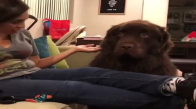 Çocuk Tribi Atan Tatlı Köpek