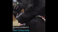Yavrusunu Öpücüklere Boğan Goril
