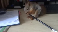 Kalem Açan Tavşan 
