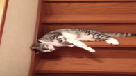 Kedinin Merdivenlerden İlginç İnme Yöntemi