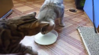 Sevimli Kedilerin Süt Savaşı