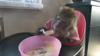 Mama Sandalyesinde Yemek Yiyen Maymun 
