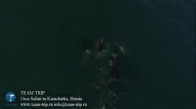  Drone'la Kaydedilen Görüntülerle, Balina Yiyen Katil Balinalar