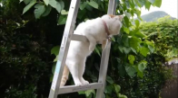 Merdivenden Etrafı İzleyen Kedi