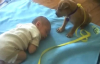 Yeni Doğan Bebeği Koruyan Yavru Köpek