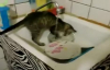 Bulaşıkları Yıkayan Kedi