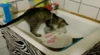 Bulaşıkları Yıkayan Kedi