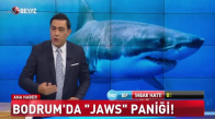 Bodrum’da Jaws paniği!