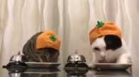 Yemeklerini Zille Çağıran Kediler