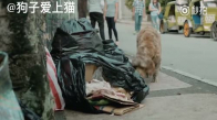 Sokakta Bulduğu Köpeğe Bağlanan Kimsesiz Adamın Muhteşem Hikayesi