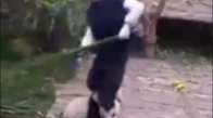 Bakıcısından Ayrılmayan Panda