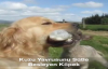Kuzuya Süt İçiren Köpek