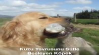 Kuzuya Süt İçiren Köpek