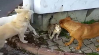 3 Köpeğe Kafa Tutan Cesur Kedi