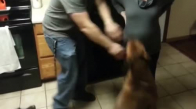 Anne Karnındaki Bebeği Koruyan Köpek