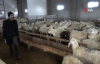 220 Koyunu Telef Oldu Yem Firması Hakkında Suç Duyurusunda Bulundu 