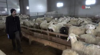 220 Koyunu Telef Oldu Yem Firması Hakkında Suç Duyurusunda Bulundu 