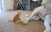 Yavru Kedi Köpeğin Ayaklarıyla Oynar