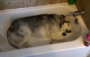 Sahibinden Suyu Açmasını İsteyen Köpek