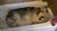 Sahibinden Suyu Açmasını İsteyen Köpek