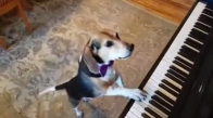 Köpekten Piyanolu Konser