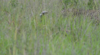 Yavru Ceylanı Öldürmeyen Leopar