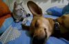 Uykusunda Gaz Çıkaran Köpeğe Kedinin Tepkisi