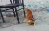 Tuhaf Yürüyen Tavuk 