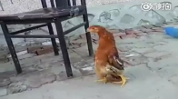 Tuhaf Yürüyen Tavuk