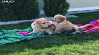 Yavrusuna Şaka Yapan Anne Golden