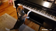 Sevimli Minikten Piyano Çalan Köpeğe Güldüren Müdahale