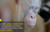 Endonezya'dan Oldukça Nadir Bir Konuğumuz Var: Albino Orangutan
